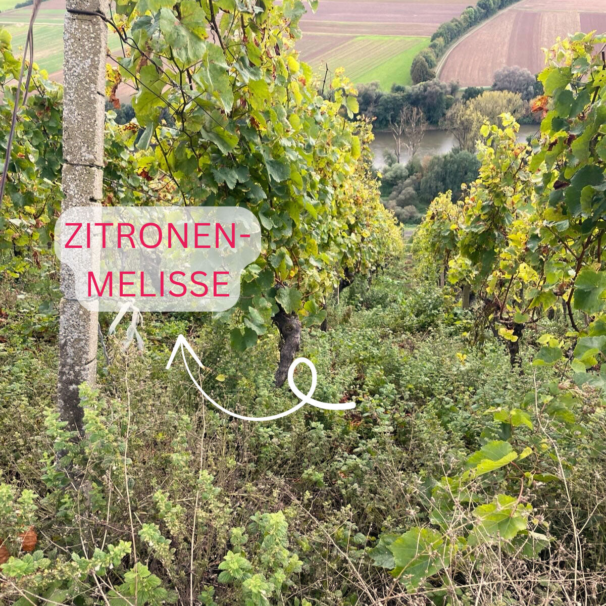 WeinKräuterMix 0,5L 3,0%