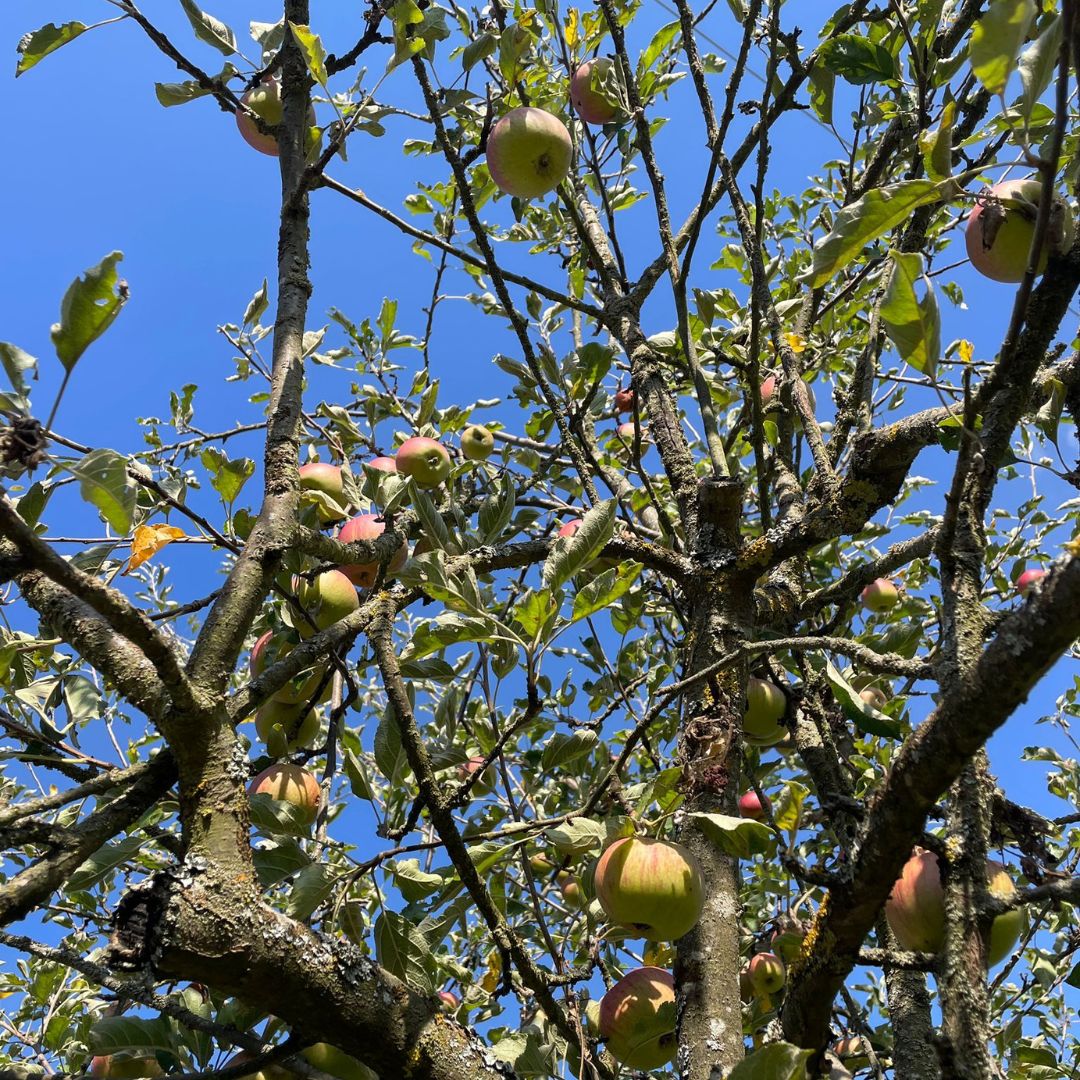 BASIC | ALKOHOLFREI Wiesenfrüchtle Secco