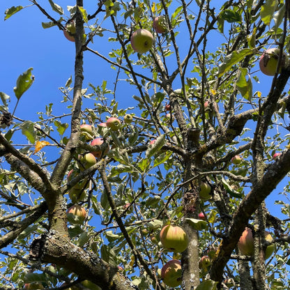BASIC | ALKOHOLFREI Wiesenfrüchtle Secco